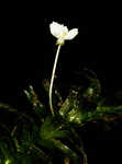 Brazilian waterweed